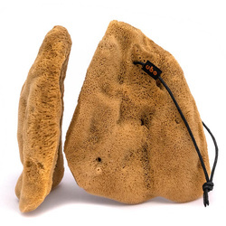 GĄBKA UCHO SŁONIA rozm. L